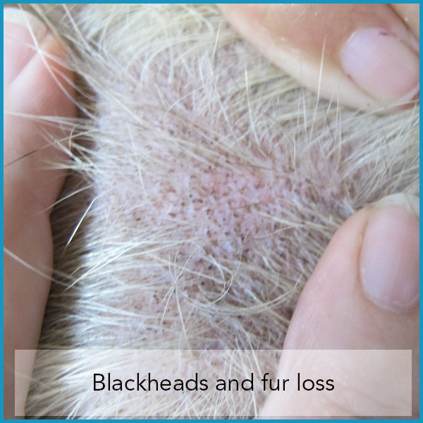 can dogs get blackheads on their belly