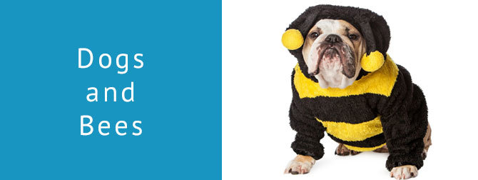 What to do if Your Dog Gets Stung by a Bee
